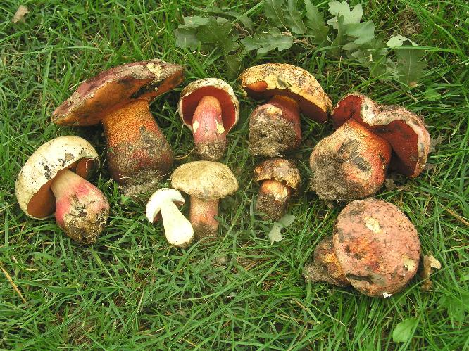 Boletus rhodoxanthus - discussione